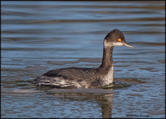 _2SB0987 eared grebe.jpg